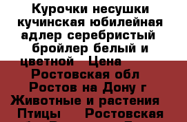 Курочки несушки кучинская юбилейная адлер серебристый  бройлер белый и цветной › Цена ­ 100 - Ростовская обл., Ростов-на-Дону г. Животные и растения » Птицы   . Ростовская обл.,Ростов-на-Дону г.